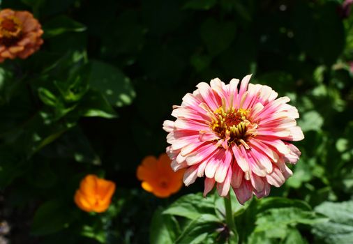 Light pink Zinnia Whirligig flower with frilly petals