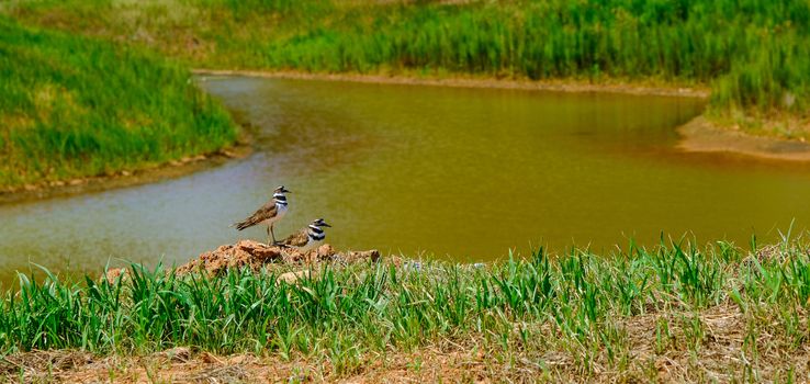 Two Killdeer by Retention Pond