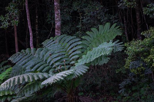 Large Tree Fern In A forest