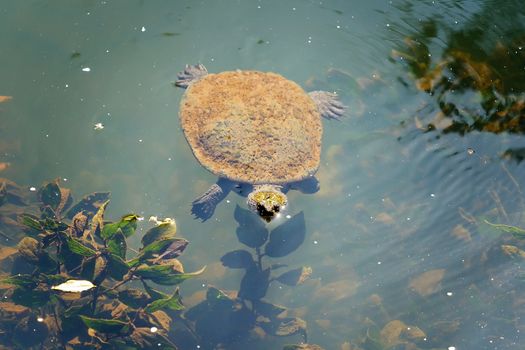 Small Freshwater Algae Covered Turtle