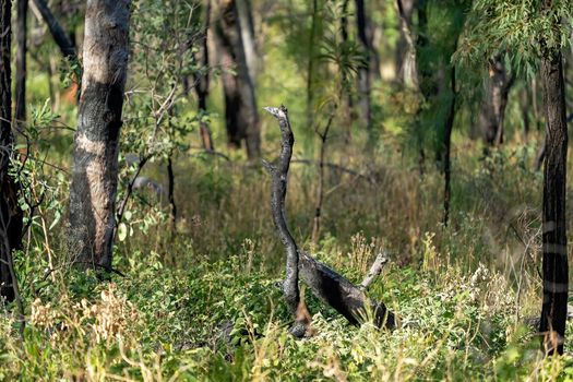 Bird Shaped Stick In Australian Bushland