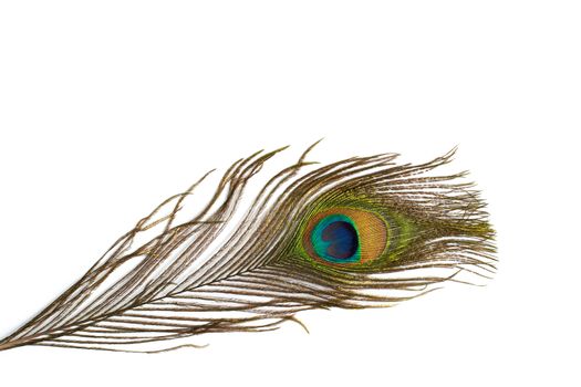 Peacock feather on white background. Close up