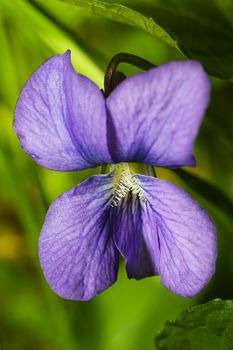 Purple Viola sororia