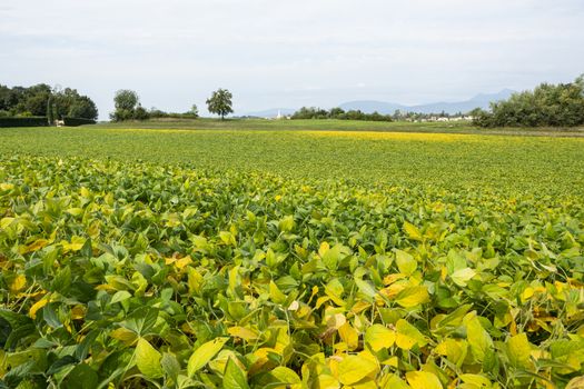 soybean crops 