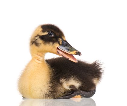 Cute newborn duckling