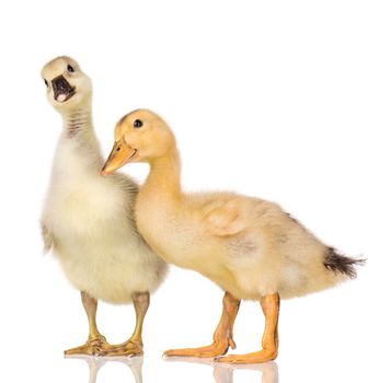 Cute newborn gosling and duckling