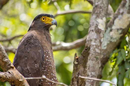 Crested Serpent Eagle, Wilpattu National Park, Sri Lanka