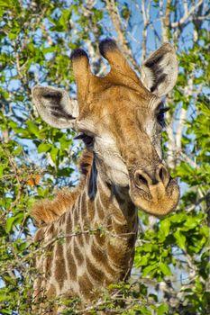 Giraffe, Kruger National Park, South Africa
