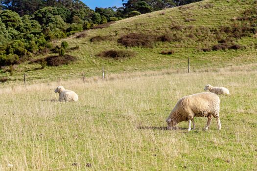 A Flock Of Sheep On A Hillside
