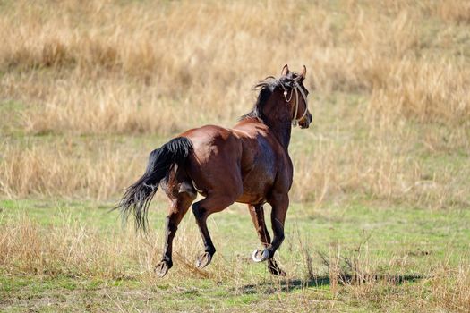 A Wild Horse Racing Across The Plains