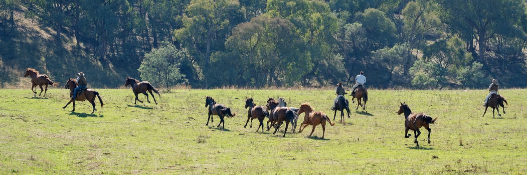Cowboys Rounding Up Running Wild Horses