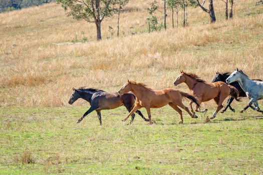 A Herd Of Running Wild Horses