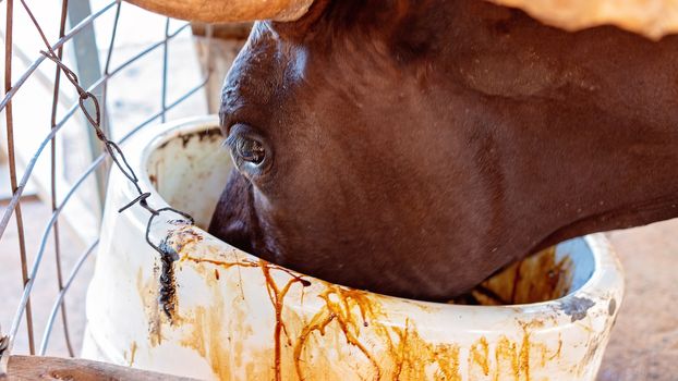 Dairy Cow Slurping Molasses In A Bucket