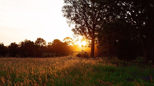 Grassy Meadow In Golden Sunset