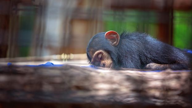 Sleeping Baby Chimpanzee Monkey