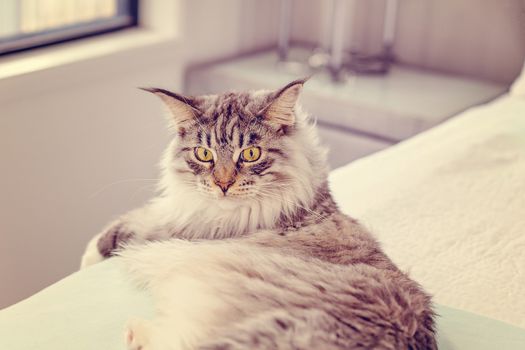 Main Coon Cat Reclining On A Bed