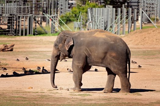 An Elephant Walking Around Its Enclosure