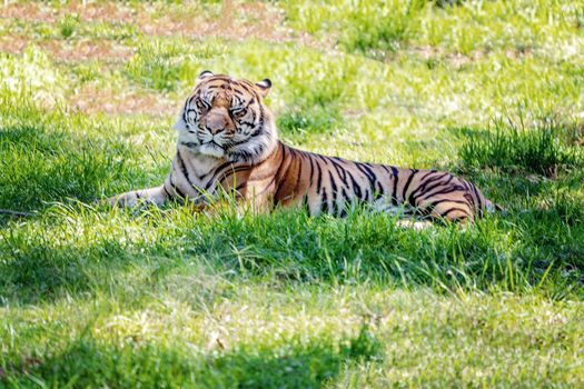 Profile Of A Sumatran Tiger Resting