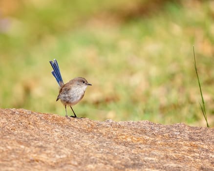 A Small Blue Tailed Wren