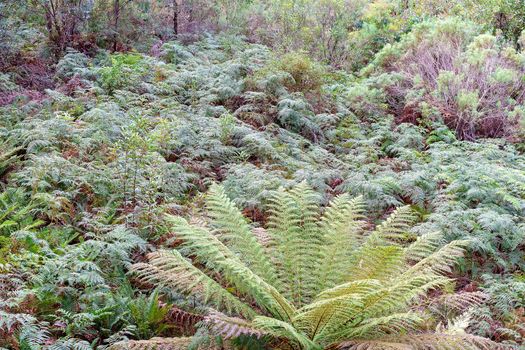 Ferns In A Bushland Setting