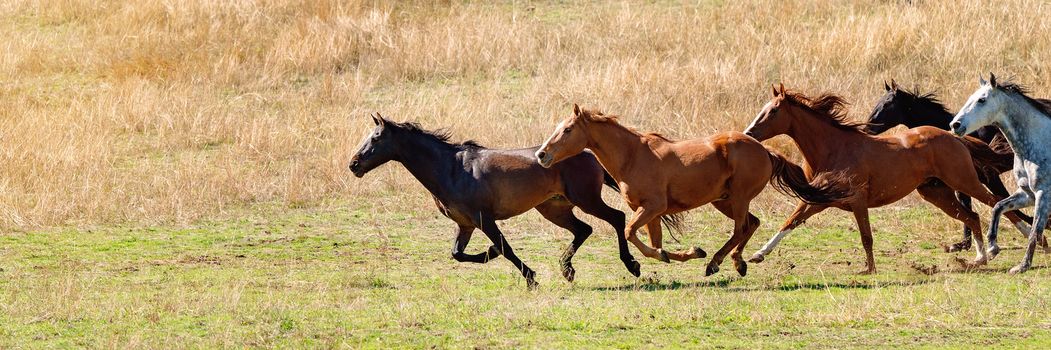 A Herd Of Wild Horses Racing Across Country