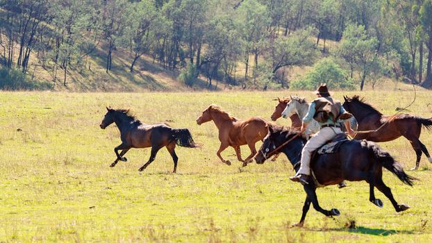 A Cowboy Herding Wild Horses
