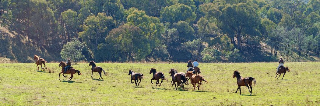 Cowboys Herding Wild Horses In Beautiful Country