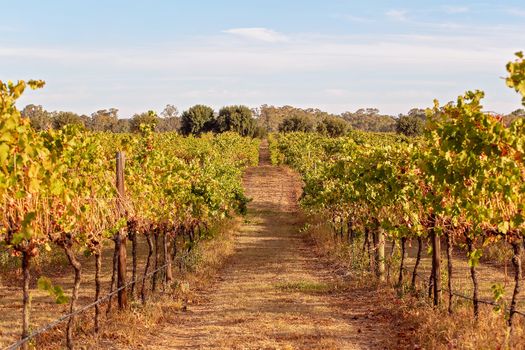 Grape Vines At An Australian Vineyard