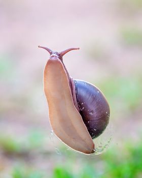 A Cooktown Bi-Colored Snail