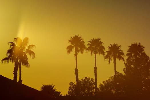 Various Sunsets with Silhouetted Palm Trees