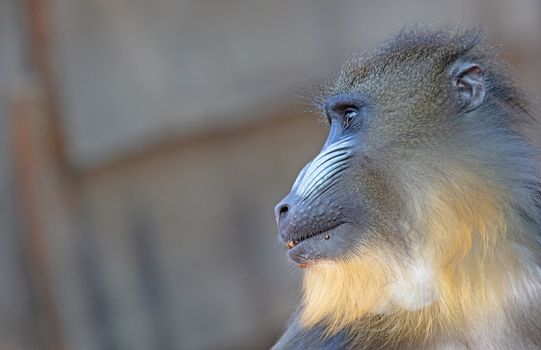 Mandril monkey with colourful snout staring intently