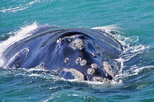 Southern Right Whale, Gansbaai, South Africa