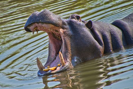 Hippopotamus, Kruger National Park, South Africa