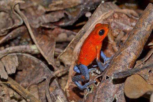 Dart Poison Frog, Blue Jeans, Tropical Rainforest, Costa Rica