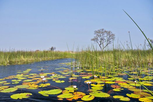Okavango Delta, Okavango Wetland, Botswana
