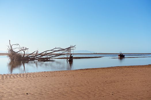 Large Tree Driftwood And Small Moored Fishing Boat On Beach