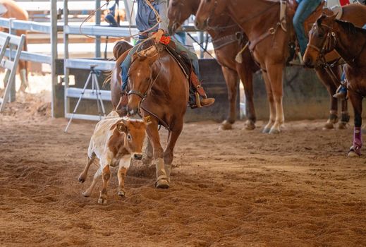 Cowboy Lassoing A Running Steer