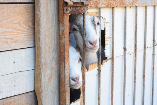 Two young goats peeking out of a hole in the pen