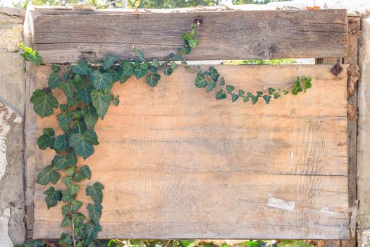 A boarded up window with old plywood, an ivy branch grows on the plywood