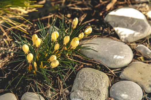 Yellow Crocus blossoms beautifully near a private house and coniferous shrubs and sea pebbles