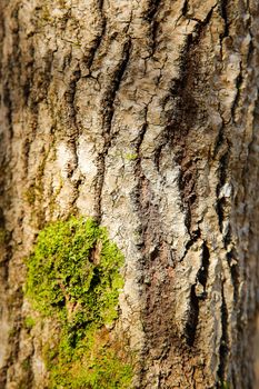 The bark of the forest tree is covered with green moss with a textured surface .Texture.Background.
