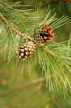 Open pine cones in the spring weigh on a branch in my month