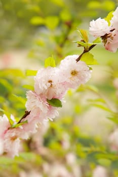 In the spring on a branch of an almond Bush blossomed gently pink small flowers