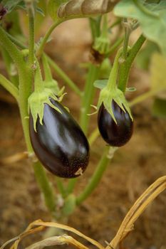 Two ripe small eggplant purple weigh on a branch close-up .Texture or background