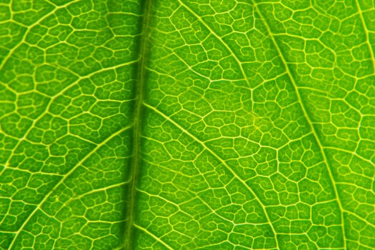 Texture of green leaf close-up.Texture or background