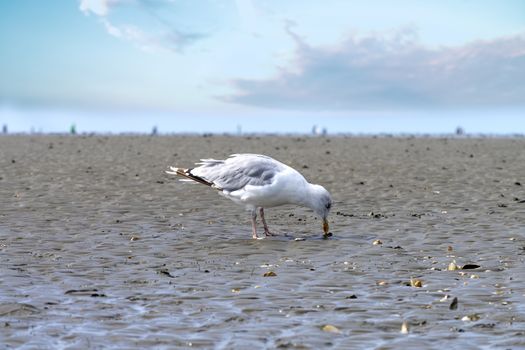 möve bird on the wadden sea in husum germany