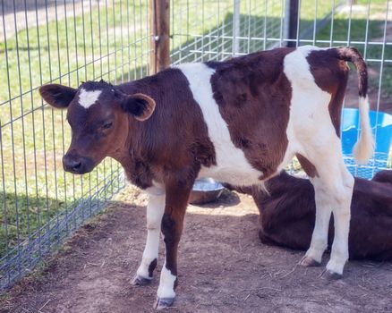 Calf In A Fenced Yard