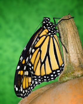 A Monarch Butterfly Holding On To A Pumpkin Stem