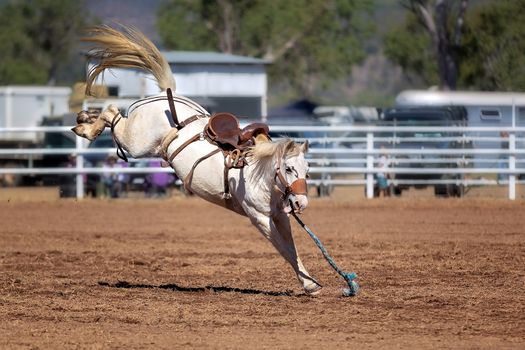 White Bucking Horse At Rodeo