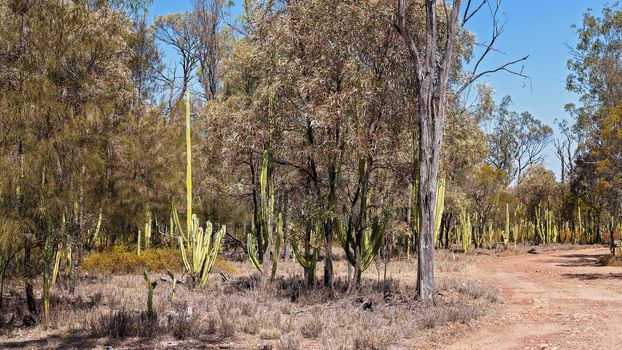 Prickly Pear Invasion In Central Queensland Australia